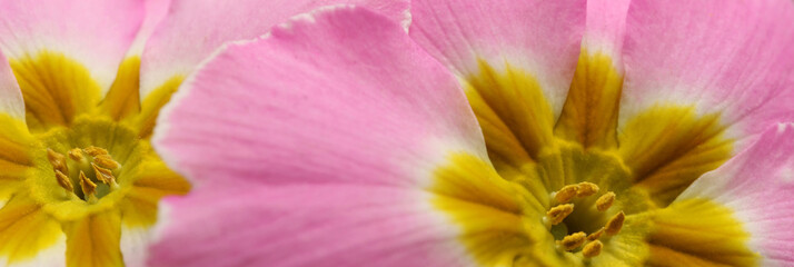 Beautiful spring primula (primrose) flowers as background, closeup. Banner design