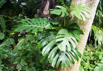 Fototapeta na wymiar Green tropical plant of Monstera Deliciosa climbing on a tree trunk