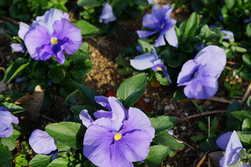 Purple Pansy flower blooming in Spring, closeup - 紫色のパンジー 