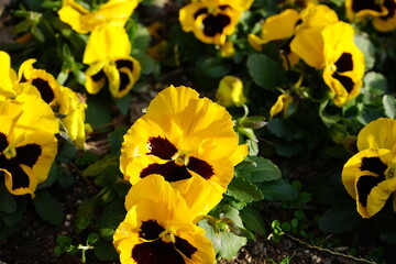 Yellow Pansy flower blooming in Spring, closeup - 黄色いパンジーの花 