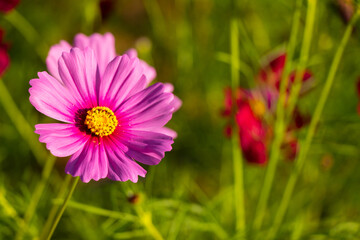 Obraz premium Beautiful pink color cosmos (Mexican aster) flower background
