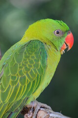 close-up view Green Amazon parrot standing on a tree branch against a backdrop of wildlife