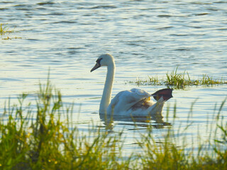 Fototapeta premium The white swan is swimming with its fin visible