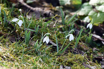 Schneeglöckchen im Salzkammergut (Oberösterreich, Österreich) - Snowdrop in the Salzkammergut...