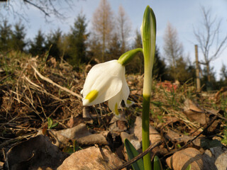 Frühlingsknotenblume im Salzkammergut (Oberösterreich, Österreich) - Spring node flower in the...