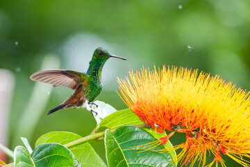 A Copper-rumped hummingbird,  amazilia tobaci, landing on a leaf next to a tropical flower in the rain.