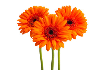 gerbera flower isolated