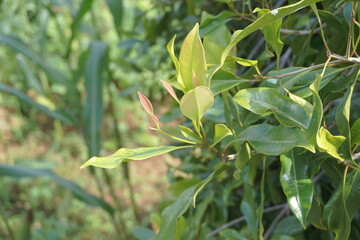 Clove leaves on the tree. Also called cengkih, cengkeh, Syzygium aromaticum and Eugenia aromaticum