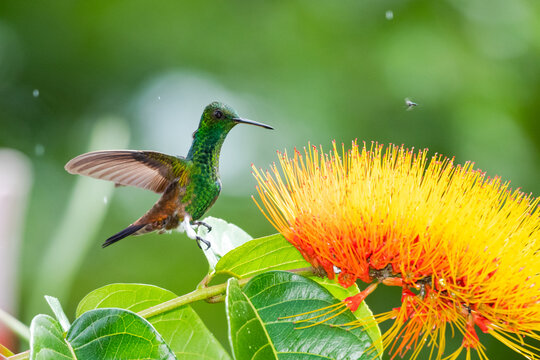 A Copper-rumped hummingbird,  amazilia tobaci, landing on a leaf next to a tropical flower in the rain.