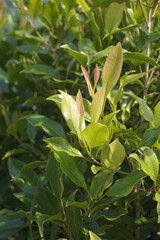 Clove leaves on the tree. Also called cengkih, cengkeh, Syzygium aromaticum and Eugenia aromaticum