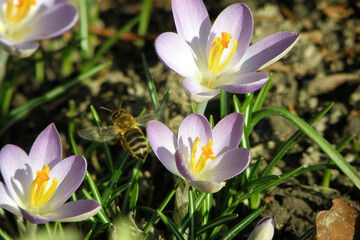 Erste Krokusse im Frühling im Salzkammergut (Oberösterreich, Österreich) - First crocuses in...
