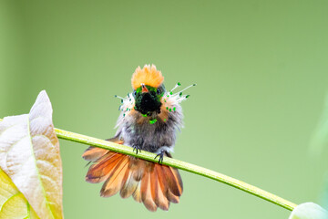 A male Tufted Coquette hummingbird stretching and preening with a smooth background. 