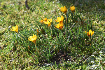 Erste Krokusse im Frühling im Salzkammergut (Oberösterreich, Österreich) - First crocuses in...