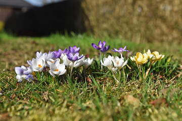 Erste Krokusse im Frühling im Salzkammergut (Oberösterreich, Österreich) - First crocuses in...