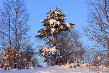 The pine tree is illuminated by the light of the evening sun. February, 16. 2021.