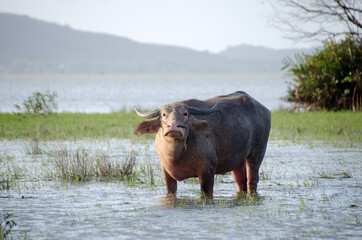 Water buffalo eating the grass in Songkhla Lake. Songkhla, Tailand