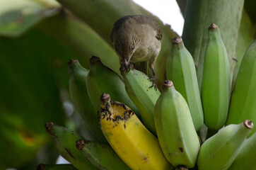 Pycnonotus striatus(bul bul) eats a banana from bunch on a banana tree.