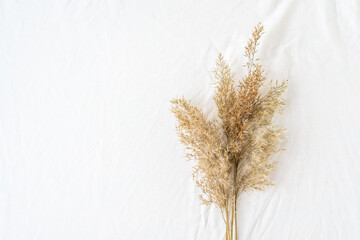 Dry reeds pampas grass on white wrinkled sheet background