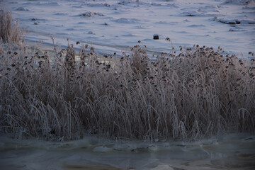 reeds on the beach