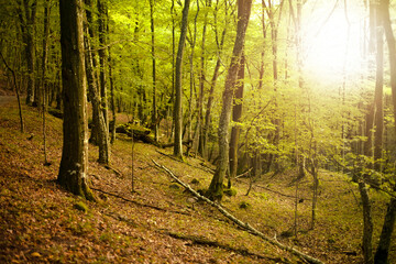Deciduous forest lit by sun.
