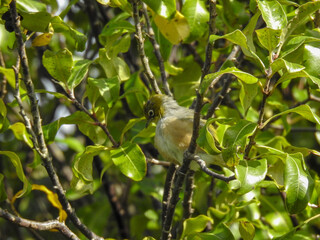 Silvereye in a tree in New Zealand