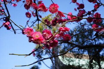 Dark Pink Plum Blossom on blue sky background in early spring. Japan - ピンク 梅の花 日本