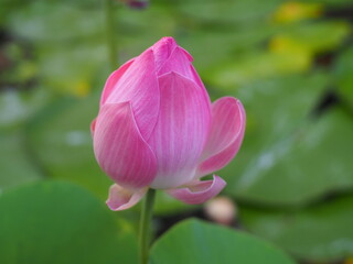 Pink lotus in pool