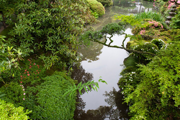 zen pond by summer