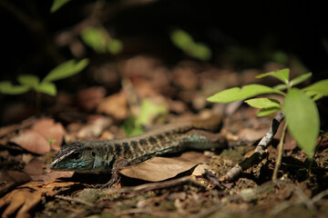 Lézard au Costa Rica