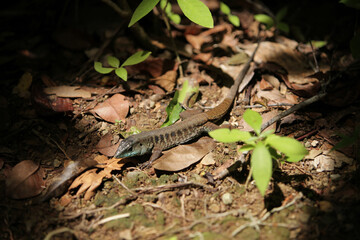 Lézard au Costa Rica