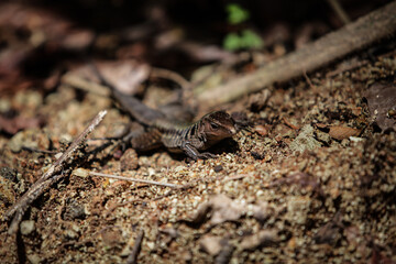 Lézard au Costa Rica