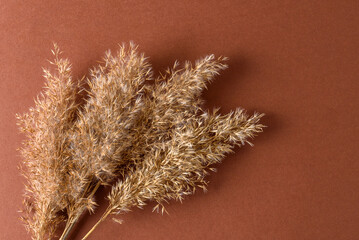 Dry reeds pampas grass on brown  background
