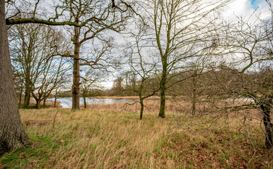 Trees and golden reed beds around a country park estate lake in rural Norfolk