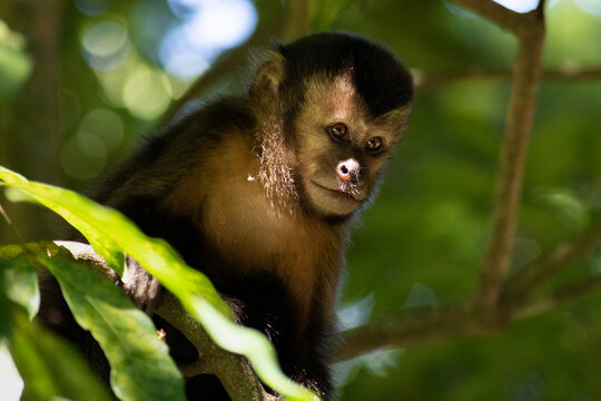 Wild Monkey on Top of a Tree, Macaco Prego Stock Photo - Image of cebus,  animal: 154088706