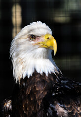 Close up of a Bald Eagle