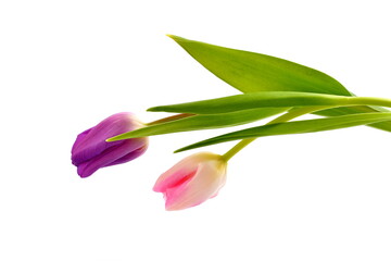 Two tulips, pink and violet, on  white background.