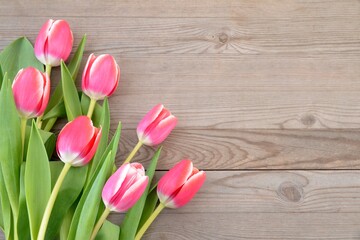 Tulips on wooden background. Pink flowers. 