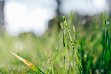 Spring background with green grass and bokeh