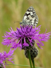 Black and white butterfly sitting on purple cornflower 