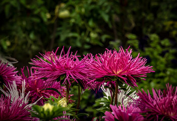 Obraz premium Red asters bloom in the summer garden
