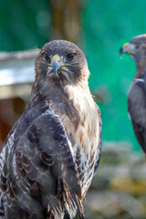 Portrait of a Hawk 