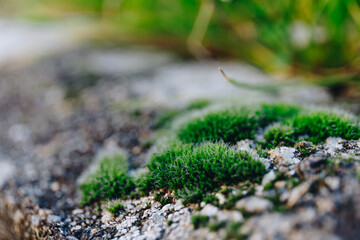 Close up shot of green moss in spring