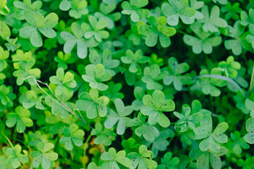 Background with lucky leaves for St. Patrick's day