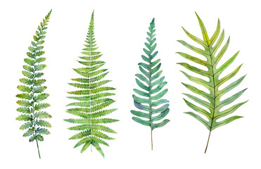 Watercolor fern leaves isolated on white background. Hand drawn botanical illustration. - obrazy, fototapety, plakaty