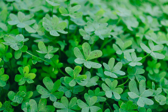 Background with lucky leaves for St. Patrick's day