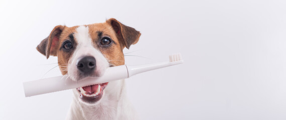 Jack russell terrier dog holds an electric toothbrush in his mouth on a white background. Oral...