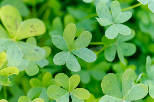 Background with lucky leaves for St. Patrick's day
