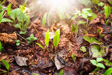 Wild garlic (ramsons) leaves growing in spring