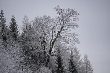 Fototapeta na wymiar Winterwanderung auf den Friedenrath