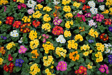 Lots of colorful primrose flowers, also known as cowslip, in flower pots for sale